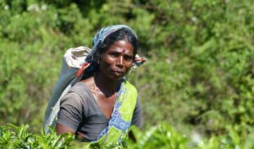 Agriculture traditionnelle thé Sri Lanka : il y a une femme dans les champs, elle porte un sac de sa récolte.