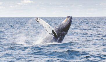 Baleine plongeant dans l'eau aux Açores