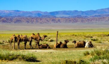 Trek Altai : des chameaux dans un sentier mongolien ainsi qu'un paysage montagneux.