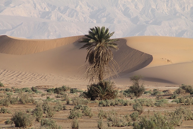 Randonnée Jordanie Petra: wadi araba est un paysage désertique riche en nature en Jordanie