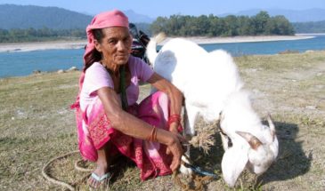 Ghorepani trekking : on voit une femme accroupie qui tient une chèvre, dans de la verdure et derrière coule un lac.
