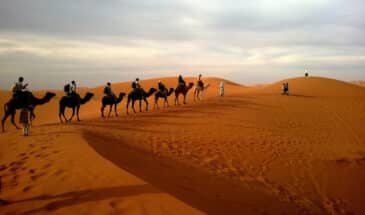 Touristes traversant le désert à dos de chameaux en Mauritanie.