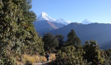 Népal trek Annapurna : il y a une randonneuse qui marche au milieu des arbres. Elle se dirige vers les montagnes.