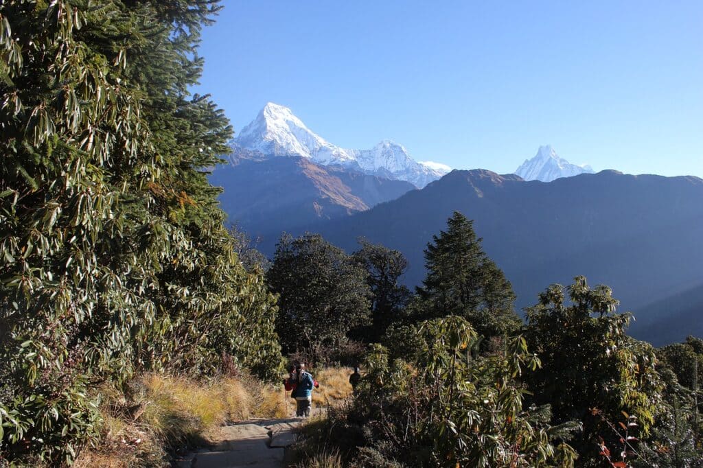 Népal trek Annapurna : il y a une randonneuse qui marche au milieu des arbres. Elle se dirige vers les montagnes.