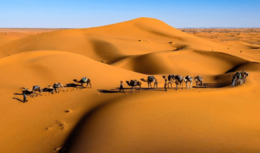 Guide Oman : une randonnée avec plusieurs chameaux dans un désert au sable rouge
