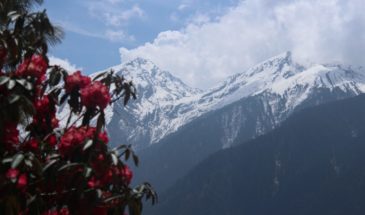 Randonnée au Tibet dans les montagnes enneigées, il y a aussi des fleurs roses et une forêt.