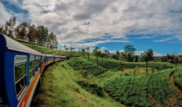 Train Sri Lanka paysages Haputale : un train passe dans un décor vert, avec des arbres et sous un ciel nuageux.