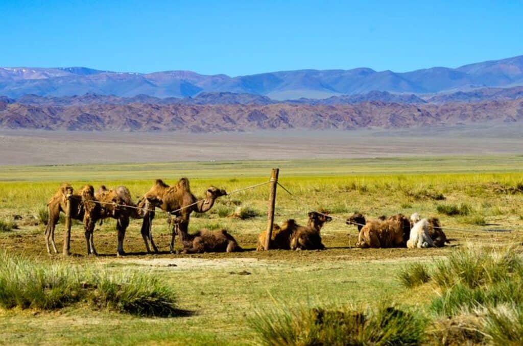 Trek Altai : des chameaux dans un sentier mongolien ainsi qu'un paysage montagneux.