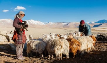 Trek Kanchenjunga : il y a deux personnes qui s'occupent d'un troupeau de chèvres.