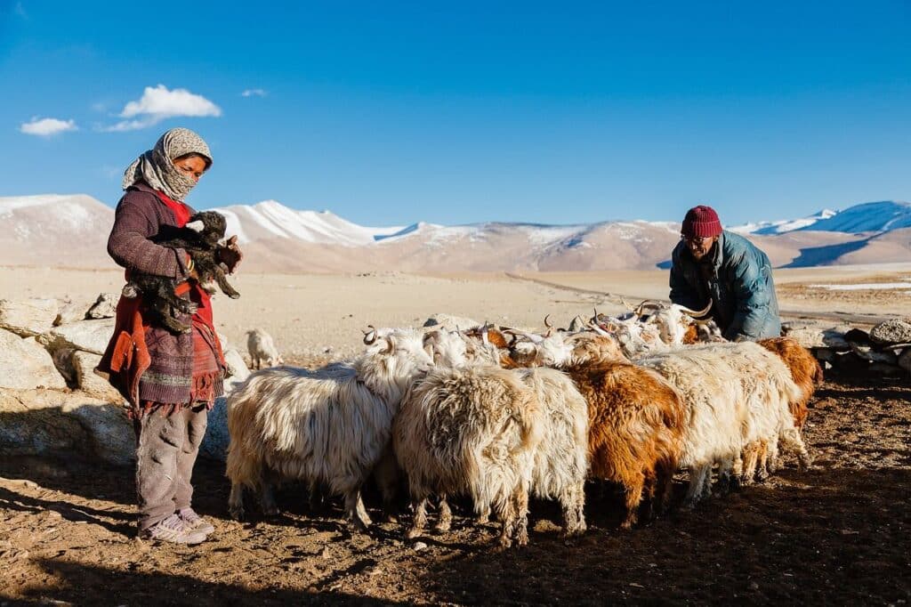 Trek Kanchenjunga : il y a deux personnes qui s'occupent d'un troupeau de chèvres.