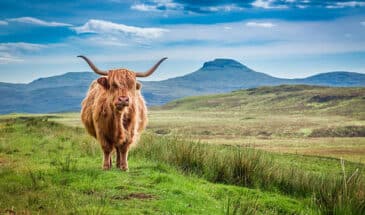 La Highland: La vache Highland race bovine écossaise
