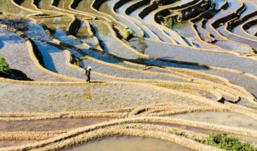 Visite chine : un homme dans un champ de riz en Chine, le paysage en forme d'escalier.