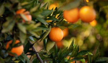 Voyager en Grèce : Oranges en Crèce