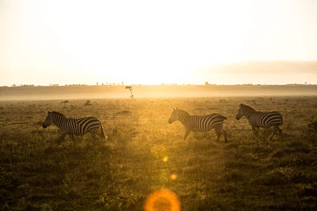 Troupeau de Zèbres dans la réserve nationale de Maasai au Kenya