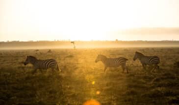 Troupeau de Zèbres dans la réserve nationale de Maasai au Kenya
