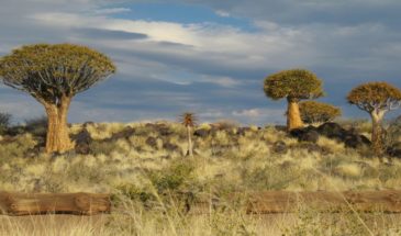 Végétation dans le désert de Namibie