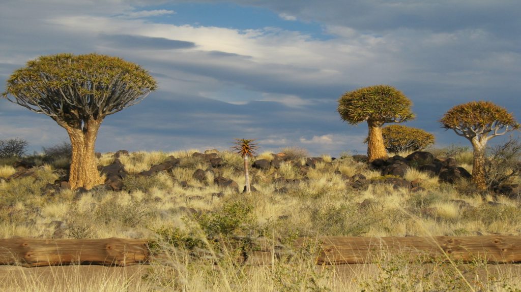 Voyager dans le désert de Kalahari en Namibie et son paysage très végétal.