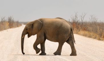 Éléphant en pleine balade dans le parc national Etosha de Namibie.