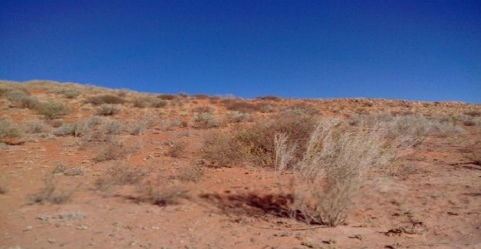 Végétation dans un désert en Namibie