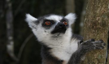 Découverte de Madagascar, la faune