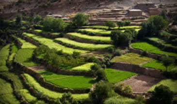 Terrasse agricole aménagée dans l'Atlas marocain.