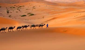 Un homme à pieds conduisant un troupeau de chameaux dans le désert Tassili dans le Hoggar en Algérie