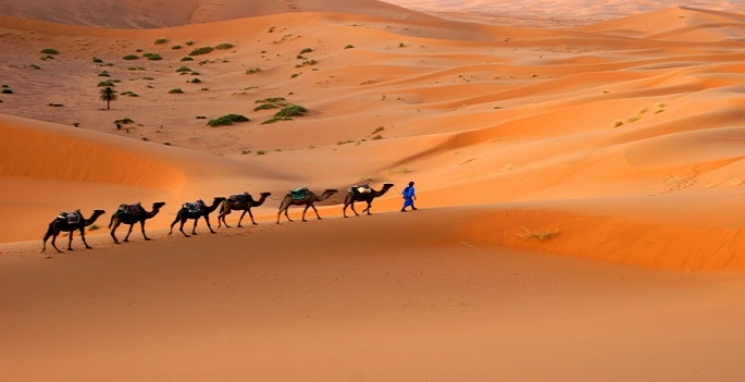 Un homme à pieds conduisant un troupeau de chameaux dans le désert Tassili dans le Hoggar en Algérie