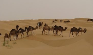 Troupeau de chameaux dans le désert tunisien.