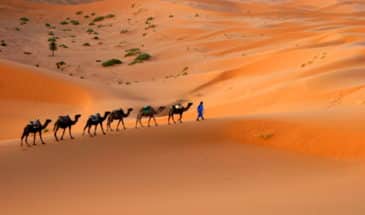 Chameaux en promenades dans les dunes du désert.