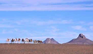 Un troupeau de chameaux marchant dans le désert Méharée Illizi situé près de la ville de Djanet