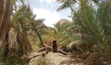 Oasis dans le désert: découverte des oasis dans le désert de Louxor en Egypte