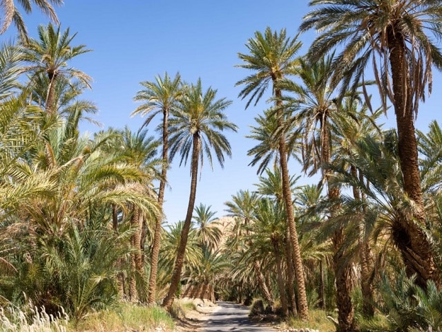 Grands palmeraies dans la ville de Tozeur.