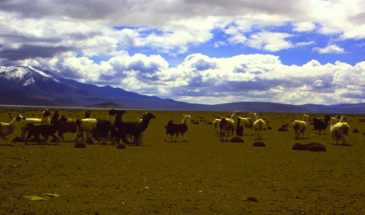 Un autotour et trek en Patagonie