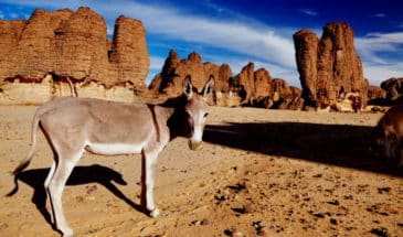 Randonnée dans le désert, un âne sur les plateaux de l'Ajjer au centre du Sahara