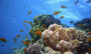 Plongée sous marine Égypte: des poissons, des algues et des corails