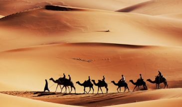 Touristes en randonnée dans le désert tunisien, à dos de chameau.