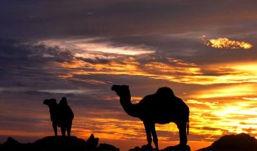 Des groupes de touristes devant un chameau dans le désert lors d'un coucher de soleil