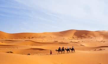 Randonnée de touristes en chameau.