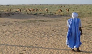 Touareg et son troupeau de chameaux dans un désert.