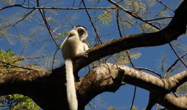 Animal emblématique malgache perché sur une branche d'arbre