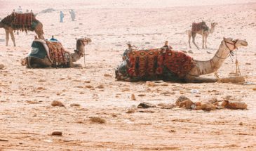 Trek Égypte: randonnée à dos de chameau dans un désert au sud de l'oasis de Baharya