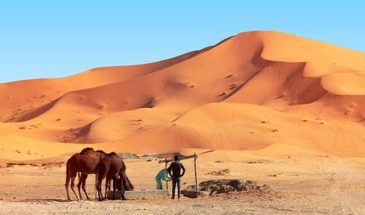 Trek dans le grand Erg occidental à dos de chameau