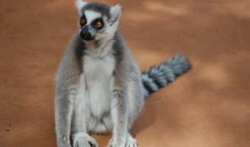 Aventure à Madagascar: découverte de la faune