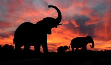 Éléphants Inde : trois éléphants dans un champ en Inde sous un coucher de soleil orangé.