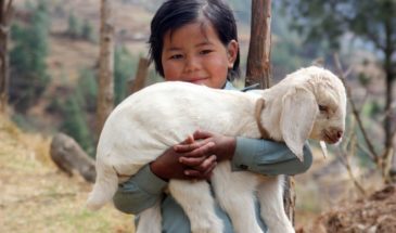 Activité de randonnée : une jeune fille porte une chèvre dans ses bras, elle se trouve dans les bois.