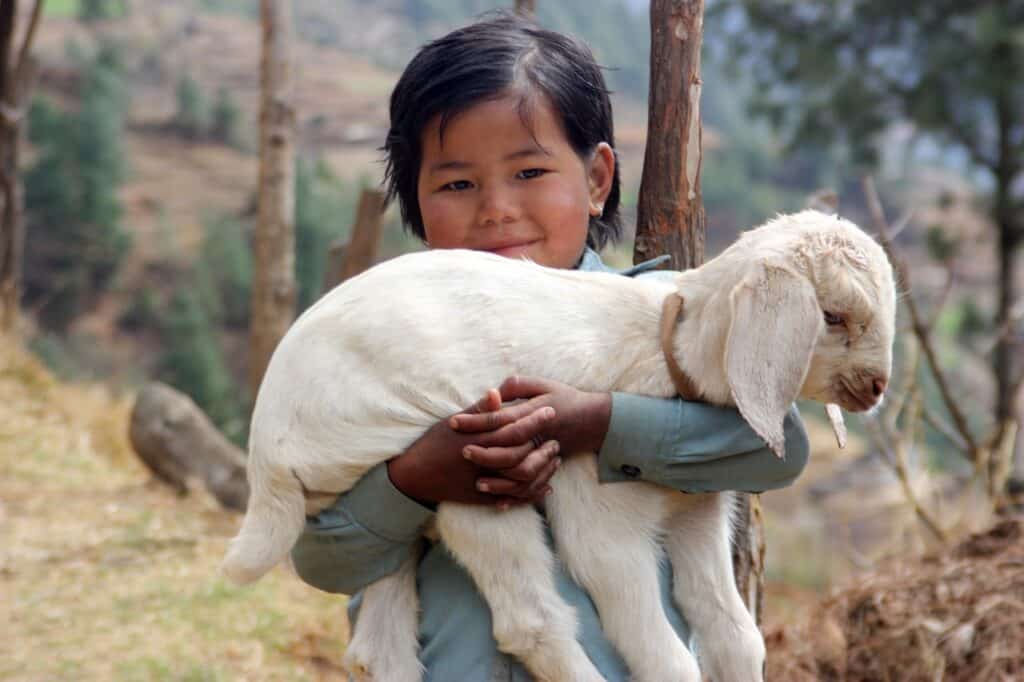 Activité de randonnée : une jeune fille porte une chèvre dans ses bras, elle se trouve dans les bois.