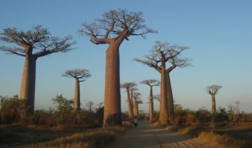 Allée de baobabs dans la région ouest de Madagascar