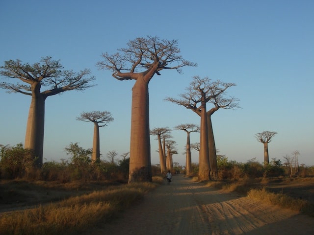 Allée de baobabs dans la région ouest de Madagascar