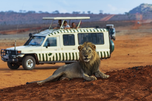 Autotour kenya, un véhicule de touristes face à un lion dans le Parc Samburu au Kenya