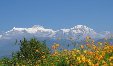 Panchase trek : il y a de splendide fleur orange et jaune, en arrière-plan, on voit des sommets de montagne enneigés.